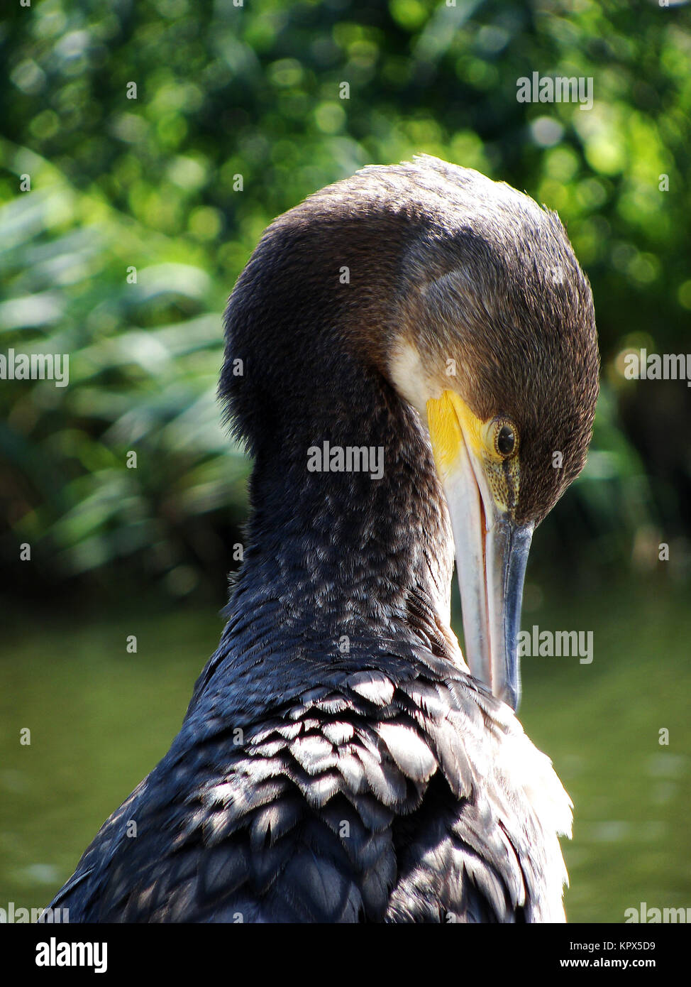 â cormorant (phalacrocorax carbo). Stockfoto