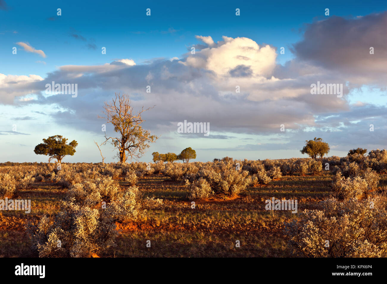 Harte Trockenheit resistente Pflanzen bewohnen ein Großteil der Semi ariden Weideland um Burra in South Australia. Stockfoto
