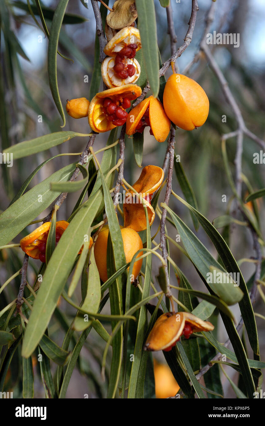 Pittosporum angustifolium Baum, wissen auch durch den gemeinsamen Namen, Weinen Pittosporum, Butterbush, Rinder Bush, Native Aprikose, Gumbi Gumbi, Cumby Cumby, Mee Stockfoto