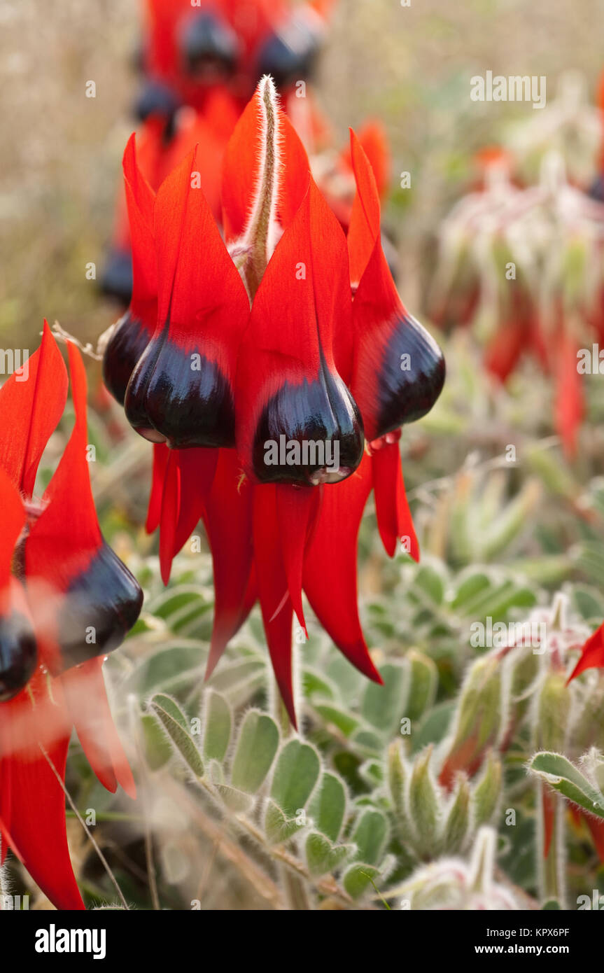 Sturt's Desert Pea Blumen, ein Eingeborener von allen Festland Australische Staaten mit Ausnahme von Victoria. Stockfoto