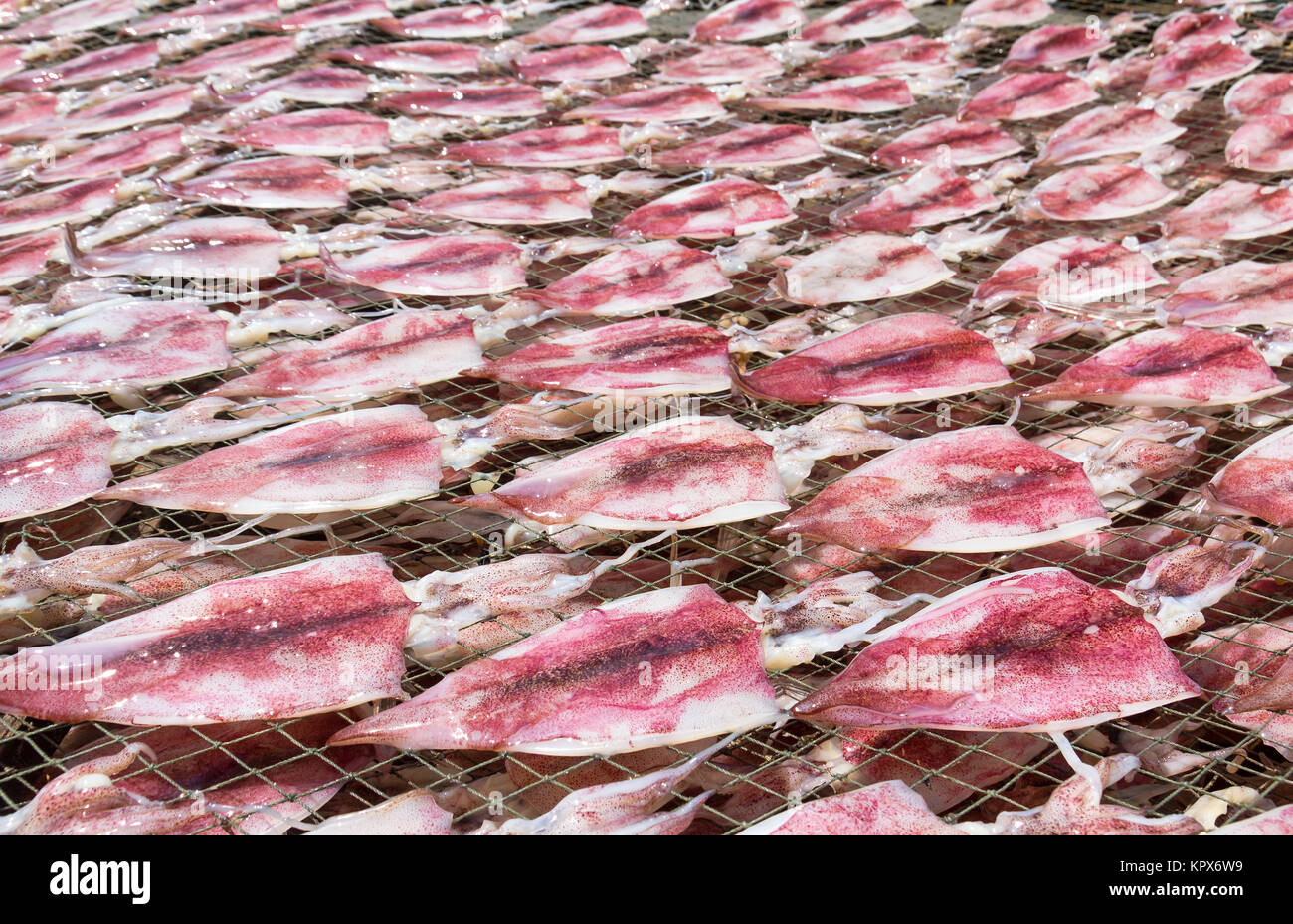 Squid trocknen auf Net Stockfoto