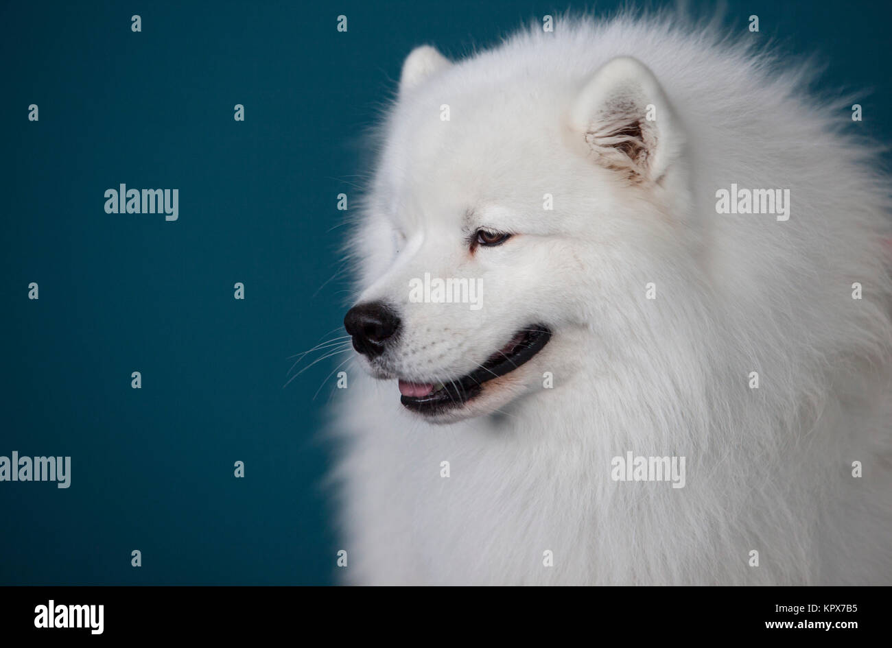 Lächelnd Sammy Hund blau Hintergrund isoliert Stockfoto