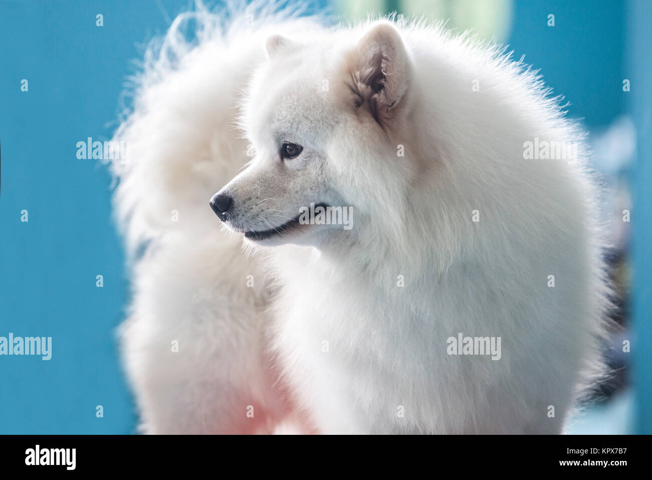 Lächelnd Sammy Hund blau Hintergrund isoliert Stockfoto