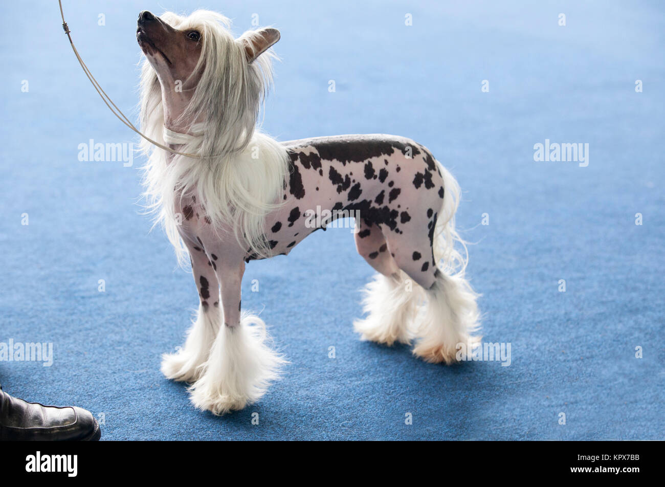 Chinesischer Schopfhund Stockfoto