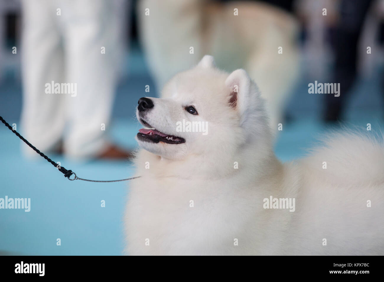 Wenig lächelnde Sammy Hund Stockfoto