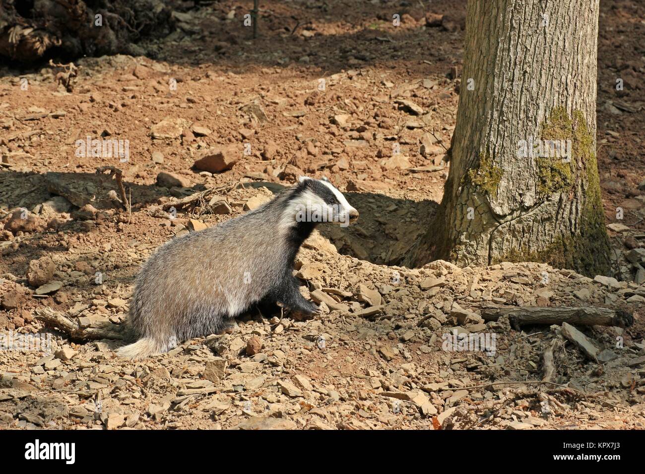 Junge Dachsweibchen (meles meles) im Wald Stockfoto