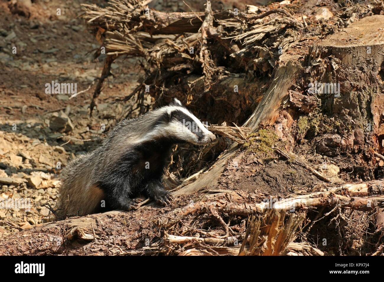 Junge Dachsweibchen (meles meles) im Wald Stockfoto