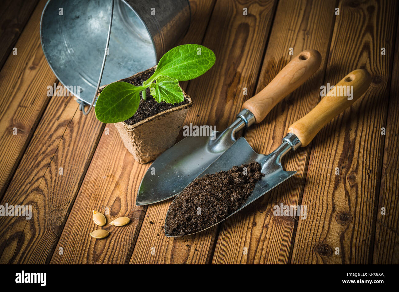 Sämlinge Zucchini und Gartengeräte auf eine Holzoberfläche Stockfoto