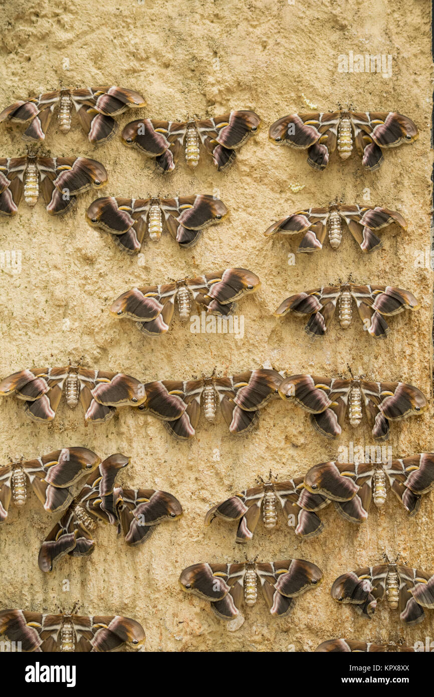 Eine Sammlung von Motten an der Wand aufhängen, in der Zeile Stockfoto