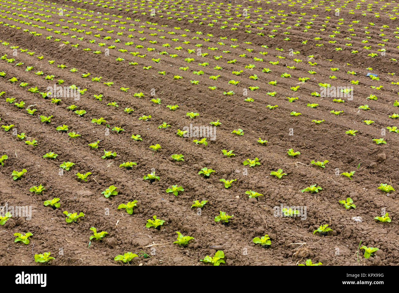 Salatsetzlinge in Reihen auf dem Acker Stockfoto