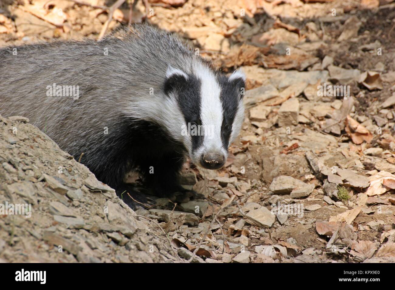 Das junge Dachsweibchen (meles meles) schaut aus seinem Bau Stockfoto