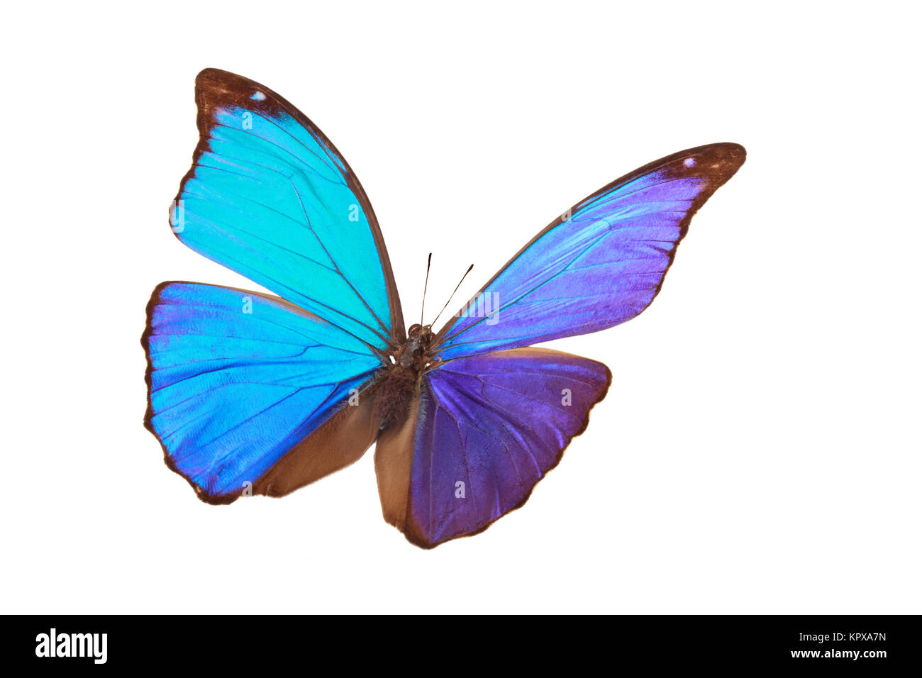 Blaue tropischer Schmetterling. Stockfoto