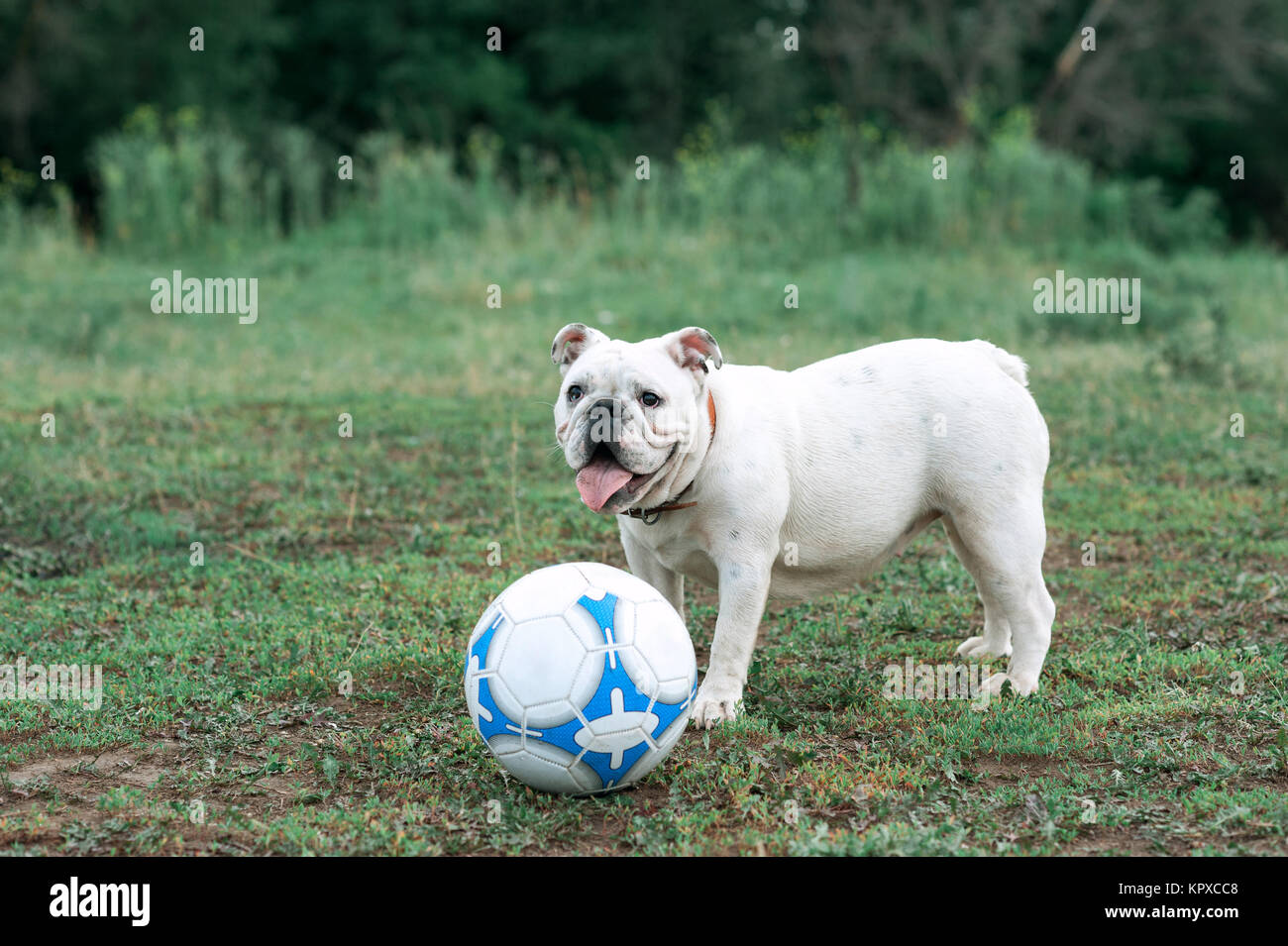 Weiße englische Bulldogge spielen mit Fußball auf dem grünen Feld Stockfoto