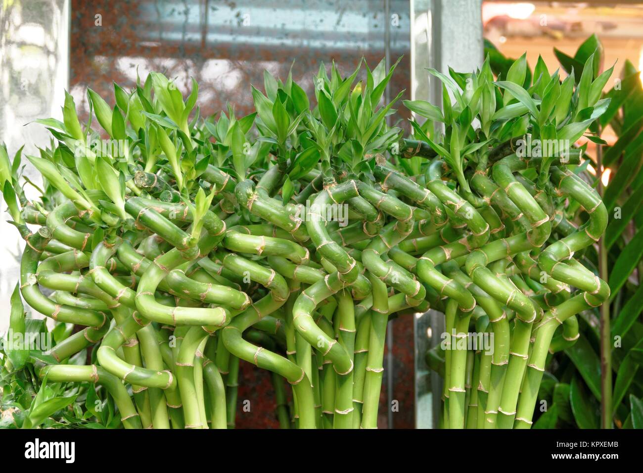 Lucky Bamboo Stockfoto
