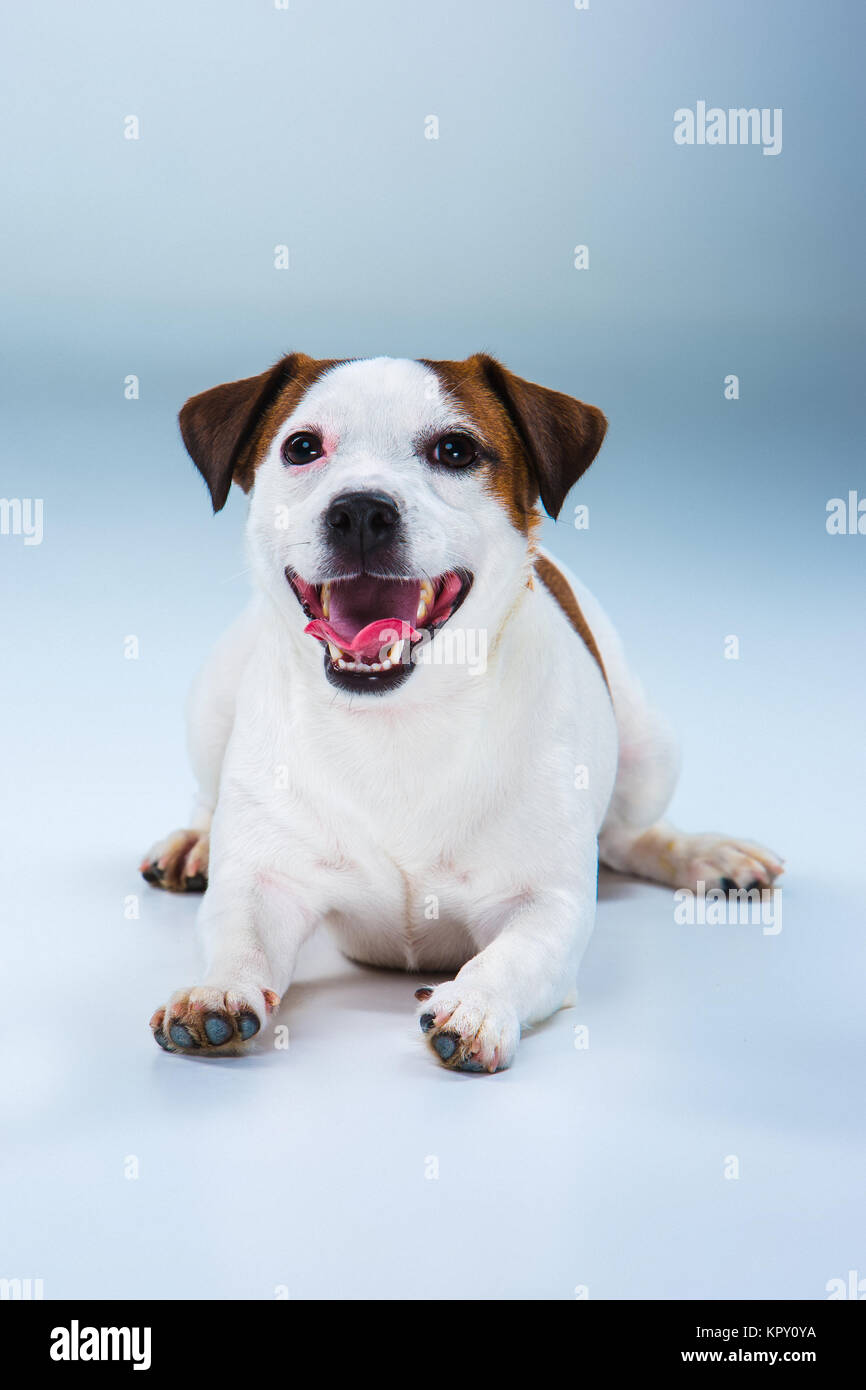 Kleine Jack Russell Terrier sitzen auf Grau Stockfoto