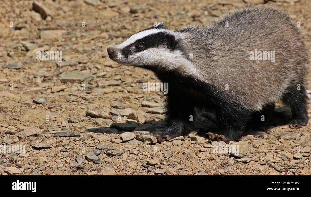 Junge Dachsweibchen (meles meles) Stockfoto