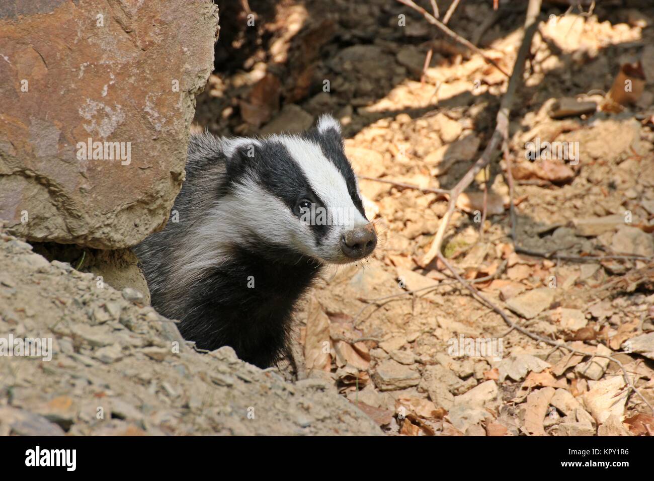 Das junge Dachsweibchen (meles meles) schaut aus seinem Bau Stockfoto