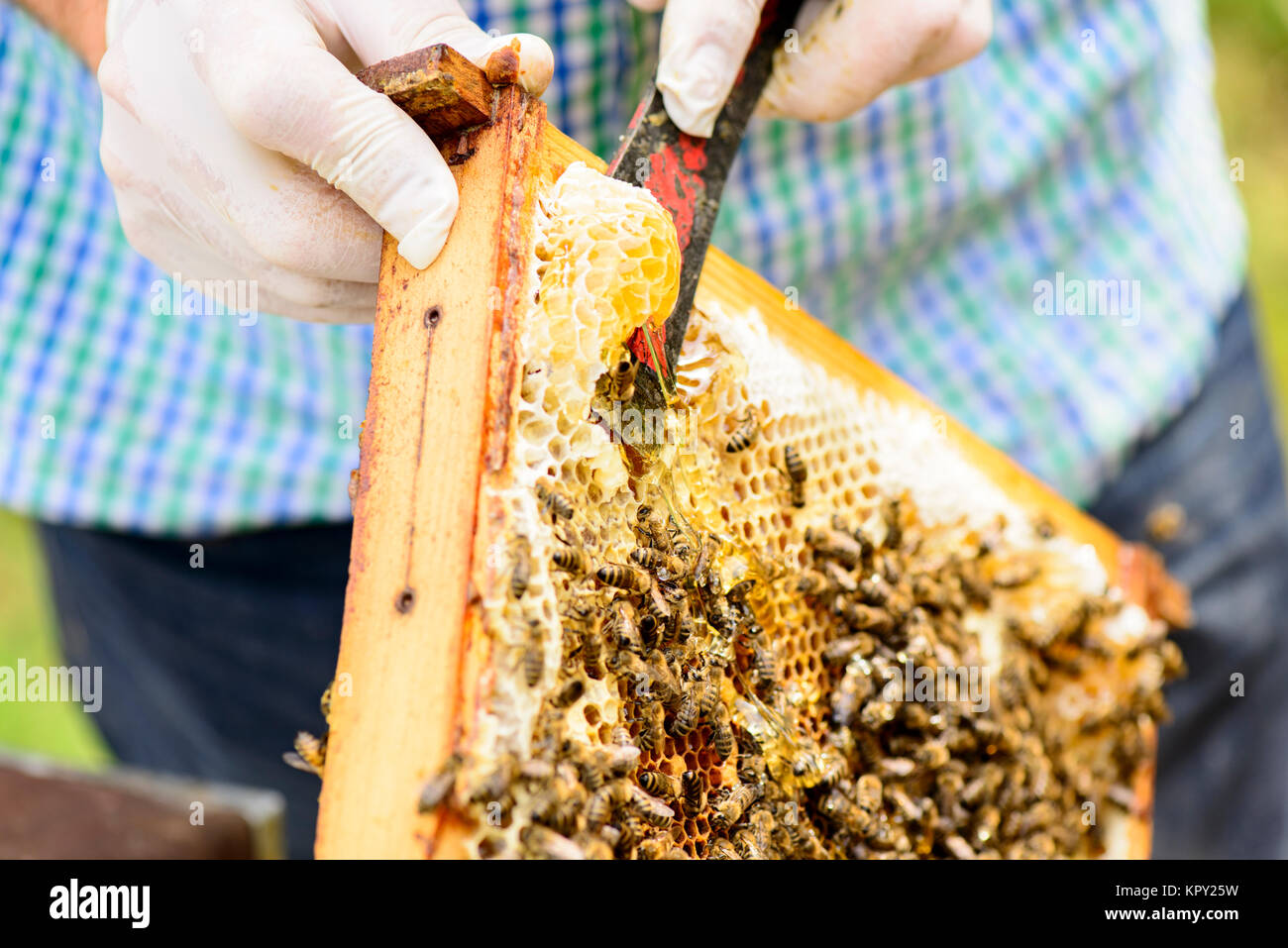 VICASKY Honig Entdeckelungsgabel - Edelstahl Gabel Für Bienenwachs Entfernung