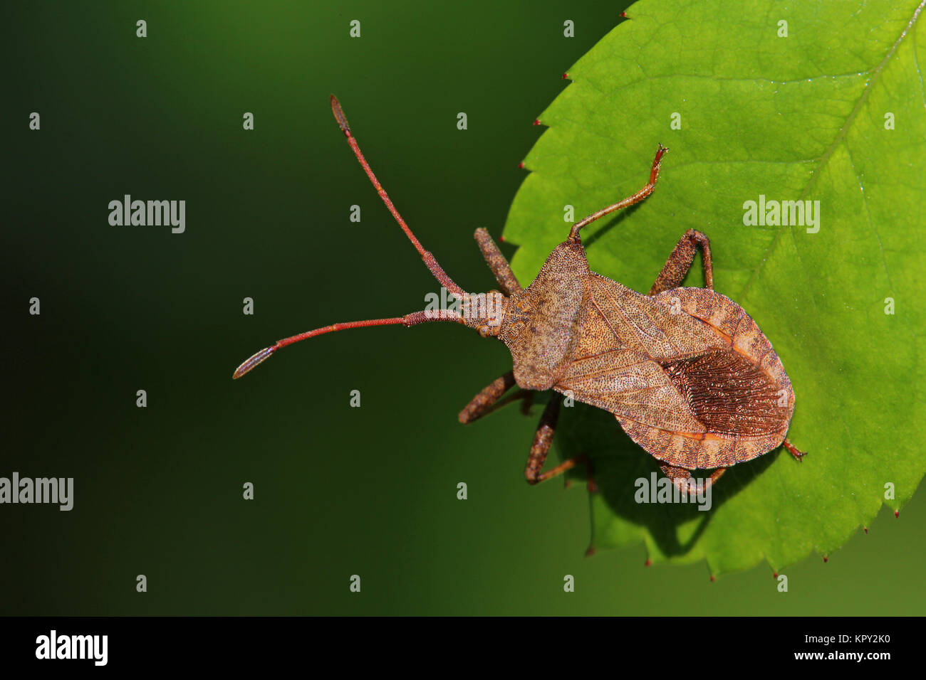 Leder bug coreus Marginatus Stockfoto