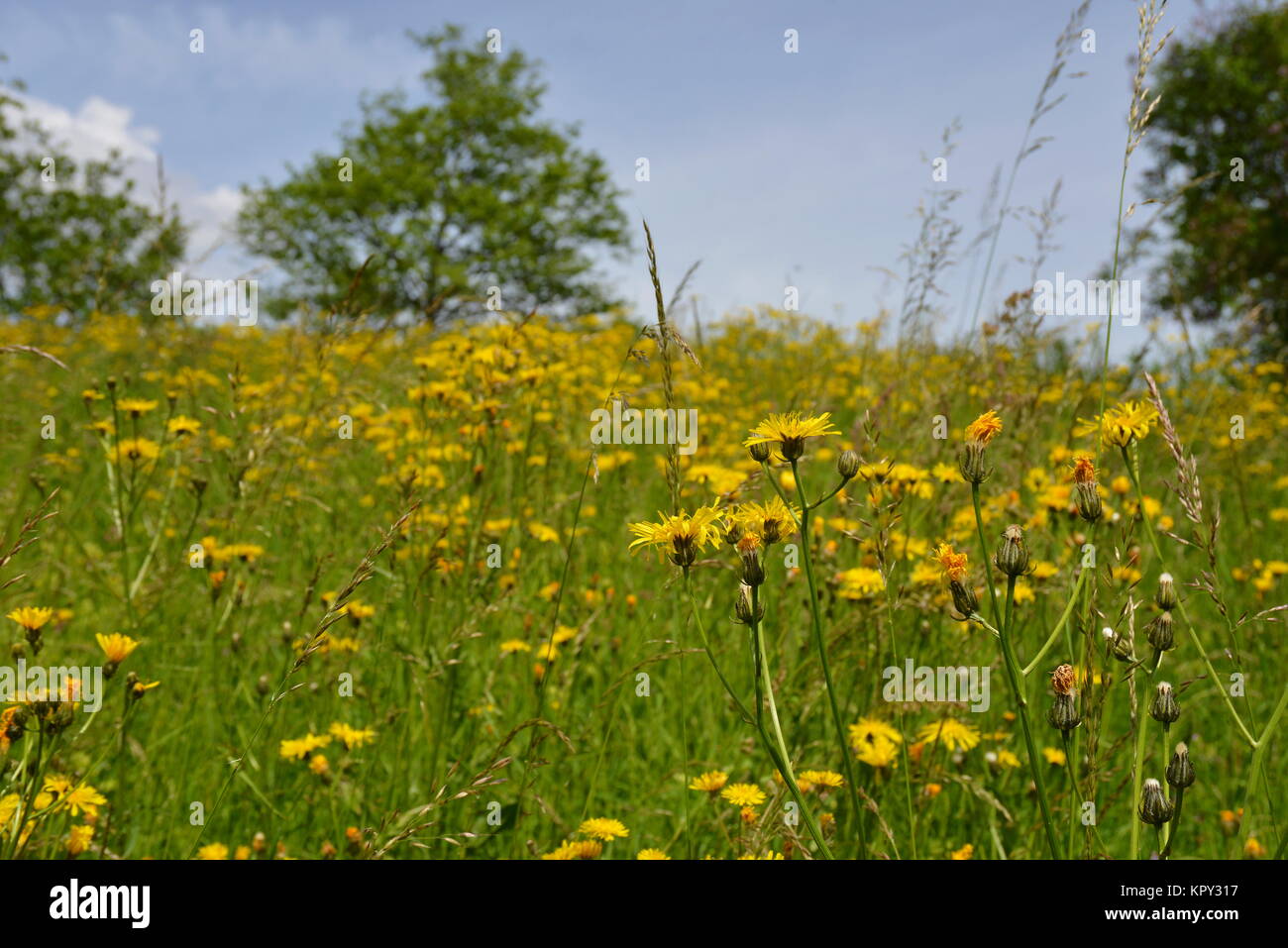 Pippau mit kleinem Kopf Stockfoto