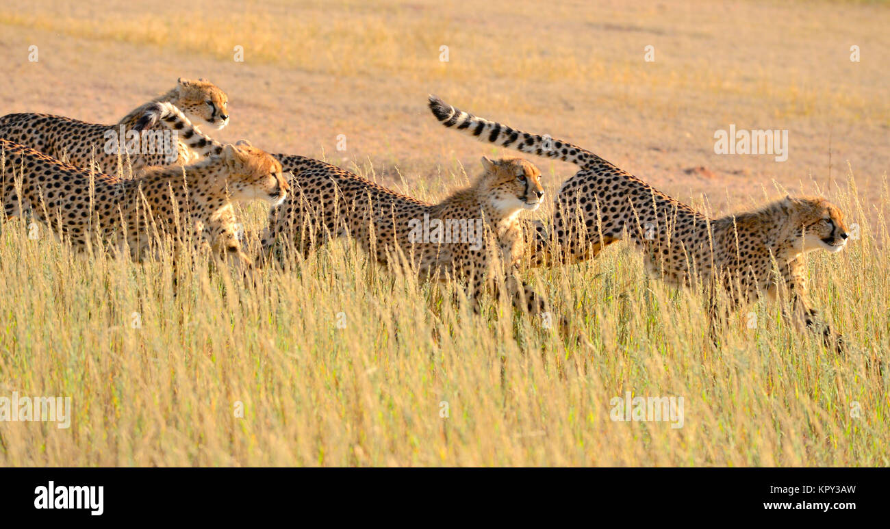 Der Kgalagadi Transfrontier Park zwischen Südafrika und Botswana ist prime Wüste Land für die Anzeige von Wildnis im öffnen. Laufenden Geparden Familie. Stockfoto