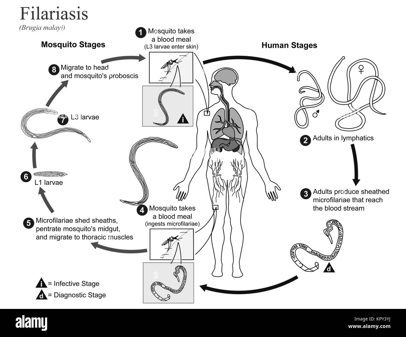 Bebilderte Darstellung des Lebenszyklus von brugia Malayi, der Erreger der Filariasis, 2002. Mit freundlicher CDC/Alexander J. da Silva, PhD/Melanie Moser. Stockfoto