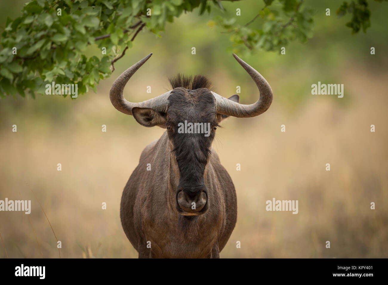 Gnus (GNU), Mapungubwe National Park, Südafrika Stockfoto