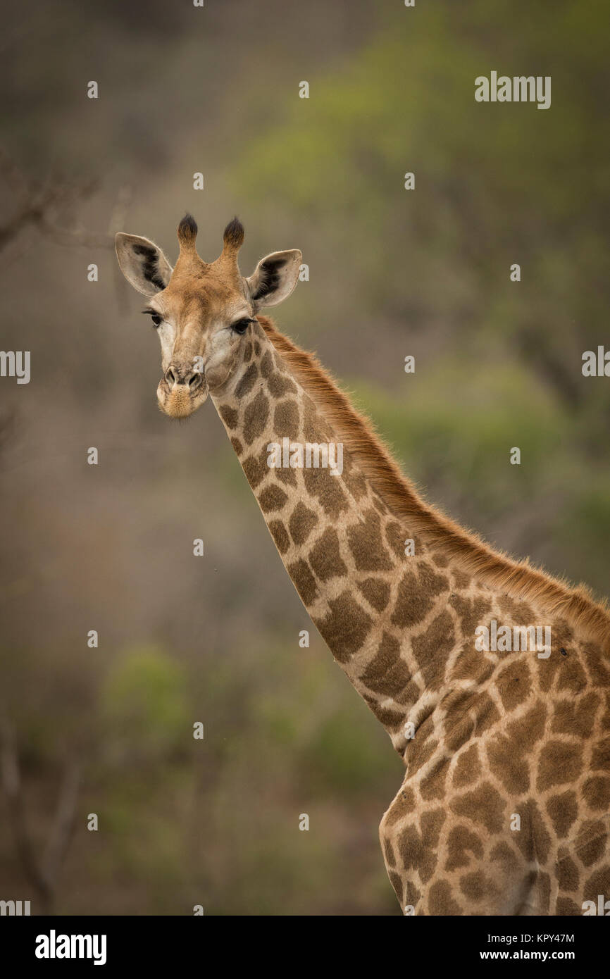 Giraffen, Zimanga Private Reserve, Mkhuze, Südafrika Stockfoto