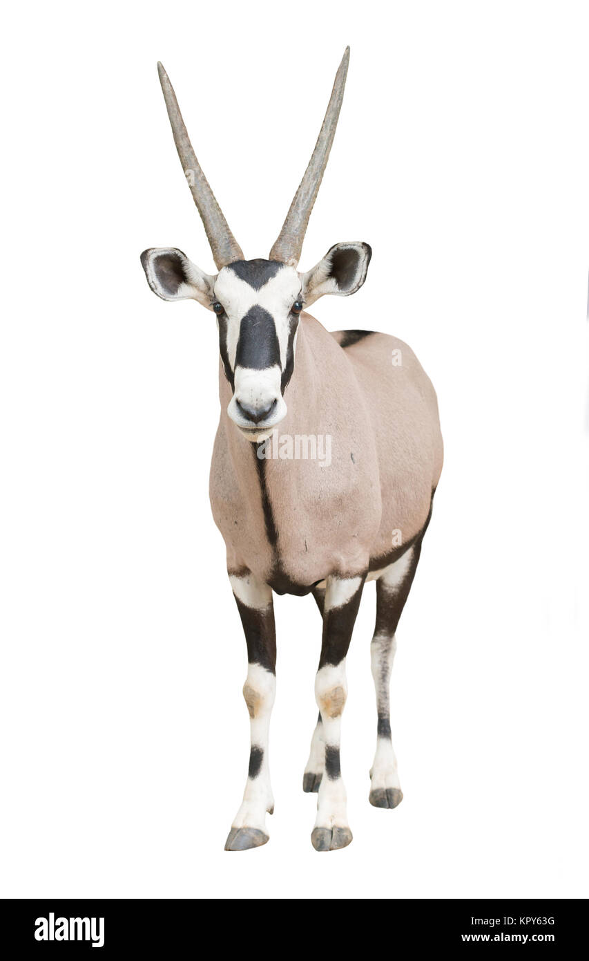 Oryx Oryx oder Stockfoto