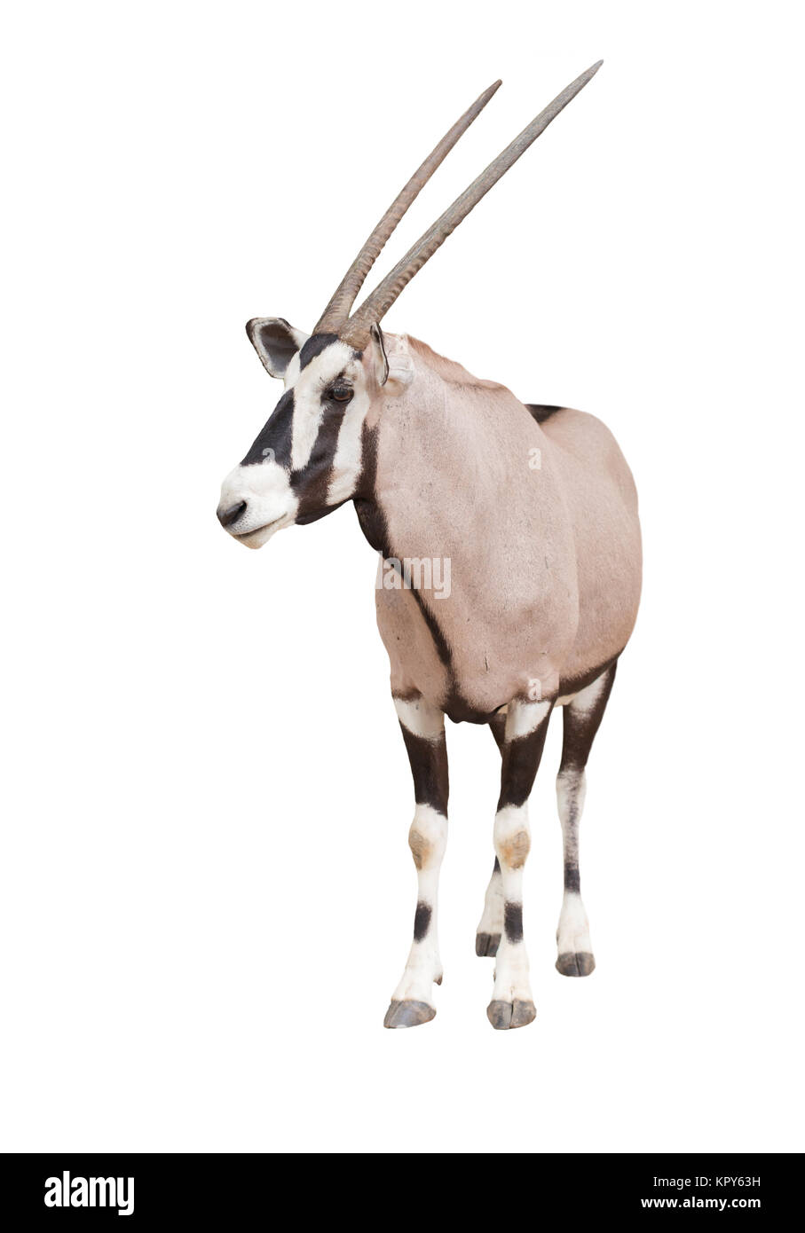 Oryx Oryx oder Stockfoto