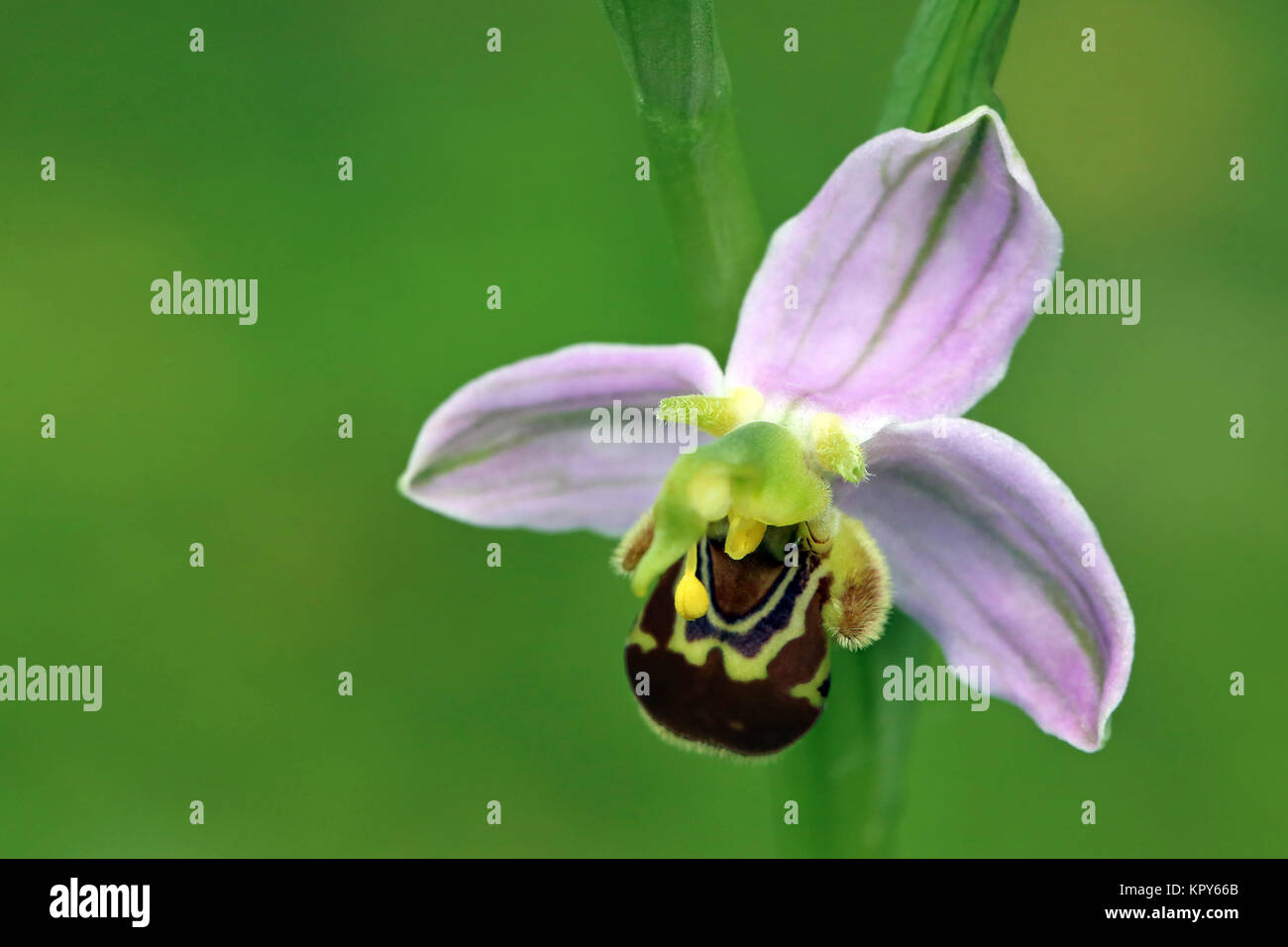 Einzelne blume Bienen-ragwurz ophrys apifera in Nahaufnahme Stockfoto