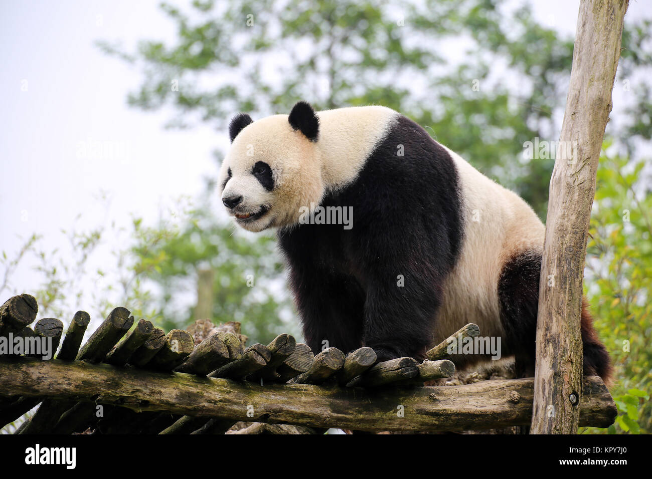 Panda in Nahaufnahme Stockfoto