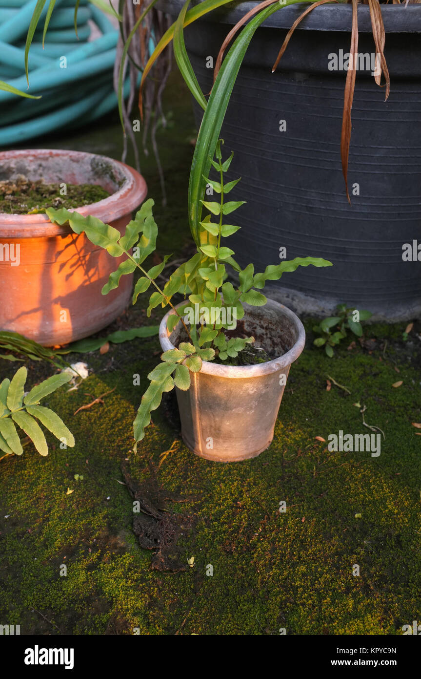 Kleine Farne im Garten Topf Stockfotografie - Alamy