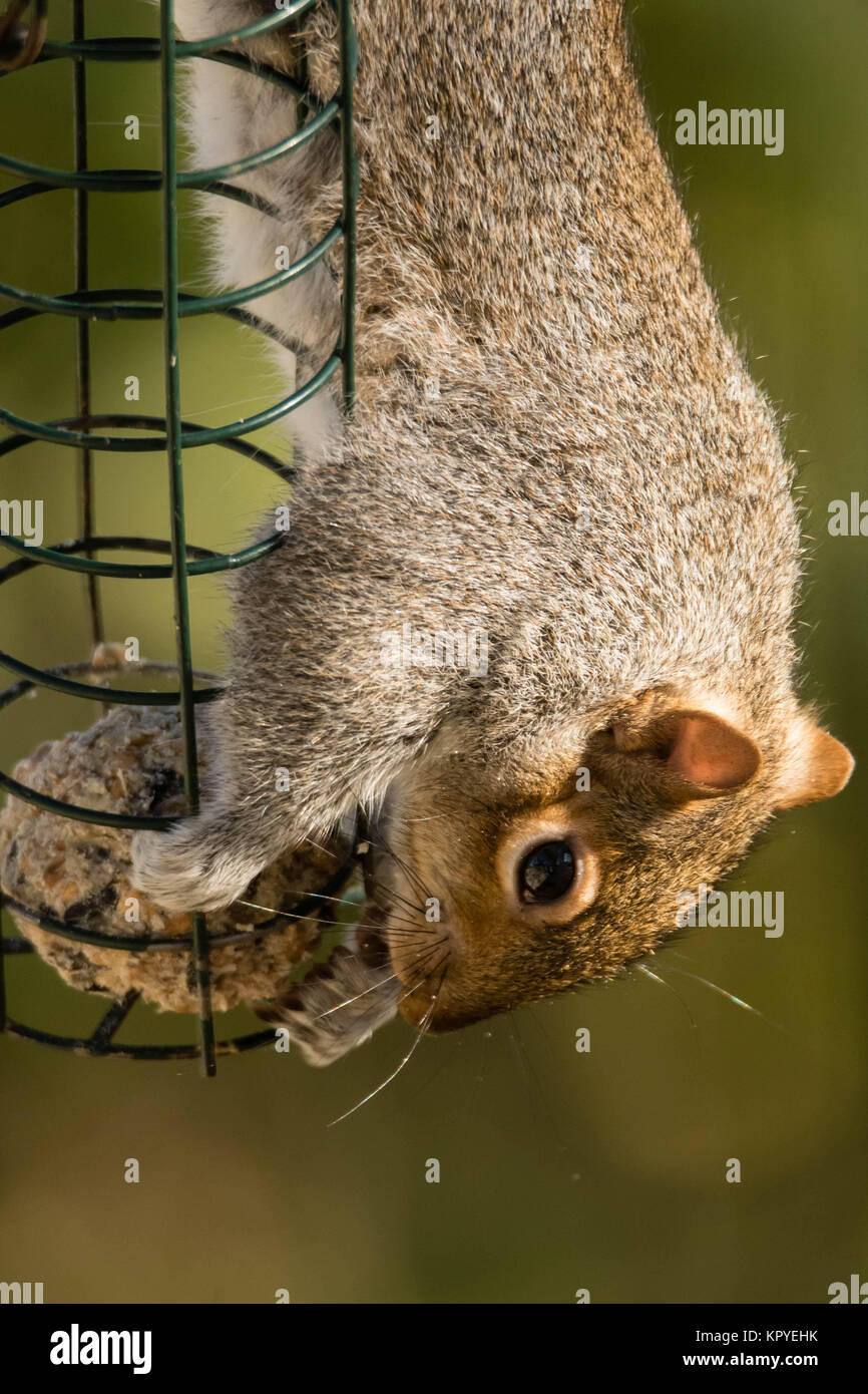 Östlichen Grauhörnchen (Sciurus carolinensis) Essen auf Bird Feeder. In der Familie Sciuridae Fütterung mit Fett Kugel Nagetier Stockfoto