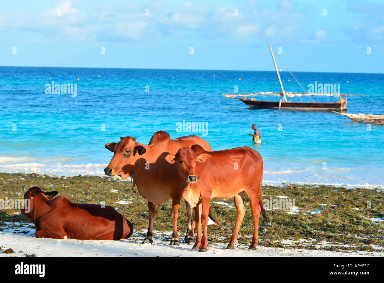 Sansibar ist eine Indische Ozean Paradies, das die meisten Menschen es sich leisten können, für faule Ferien auf warmen Strände zu besuchen. Kühe am Strand. Stockfoto