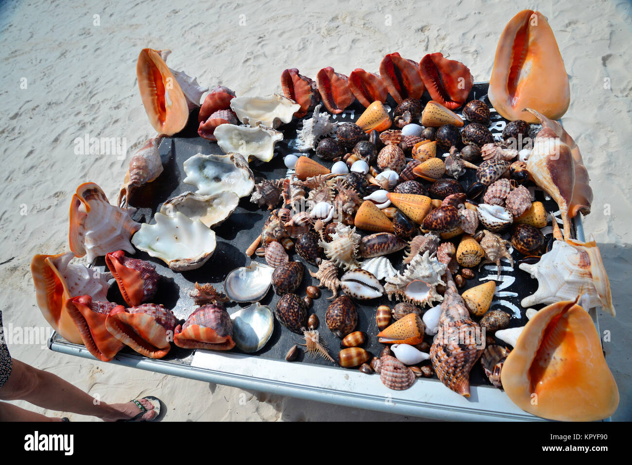 Sansibar ist eine Indische Ozean Paradies, das die meisten Menschen es sich leisten können, für faule Ferien auf warmen Strände zu besuchen. Sammlung von illegal geschlagenem Shells. Stockfoto