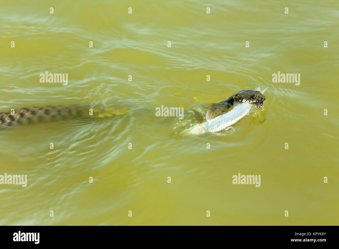 Die Schlange Frisst Fisch Die Schlange Fisch Jagden Im Wasser Die Schlange Fangt Den Fisch Und Will Es Essen Stockfotografie Alamy