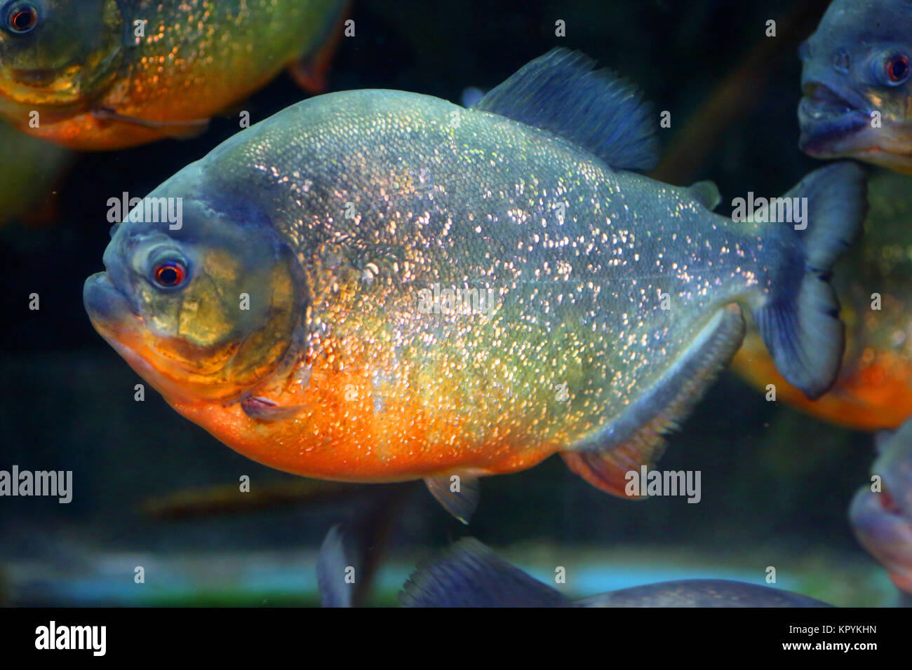 Red-bellied Piranha (Pygocentrus nattereri) in Brasilien Stockfoto