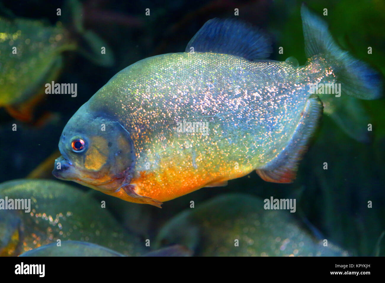Red-bellied Piranha (Pygocentrus nattereri) in Brasilien Stockfoto