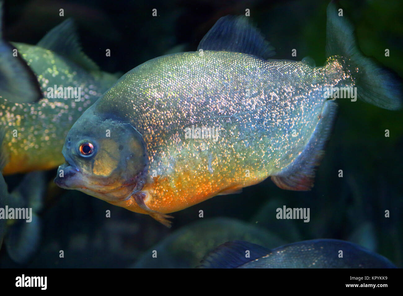 Red-bellied Piranha (Pygocentrus nattereri) in Brasilien Stockfoto