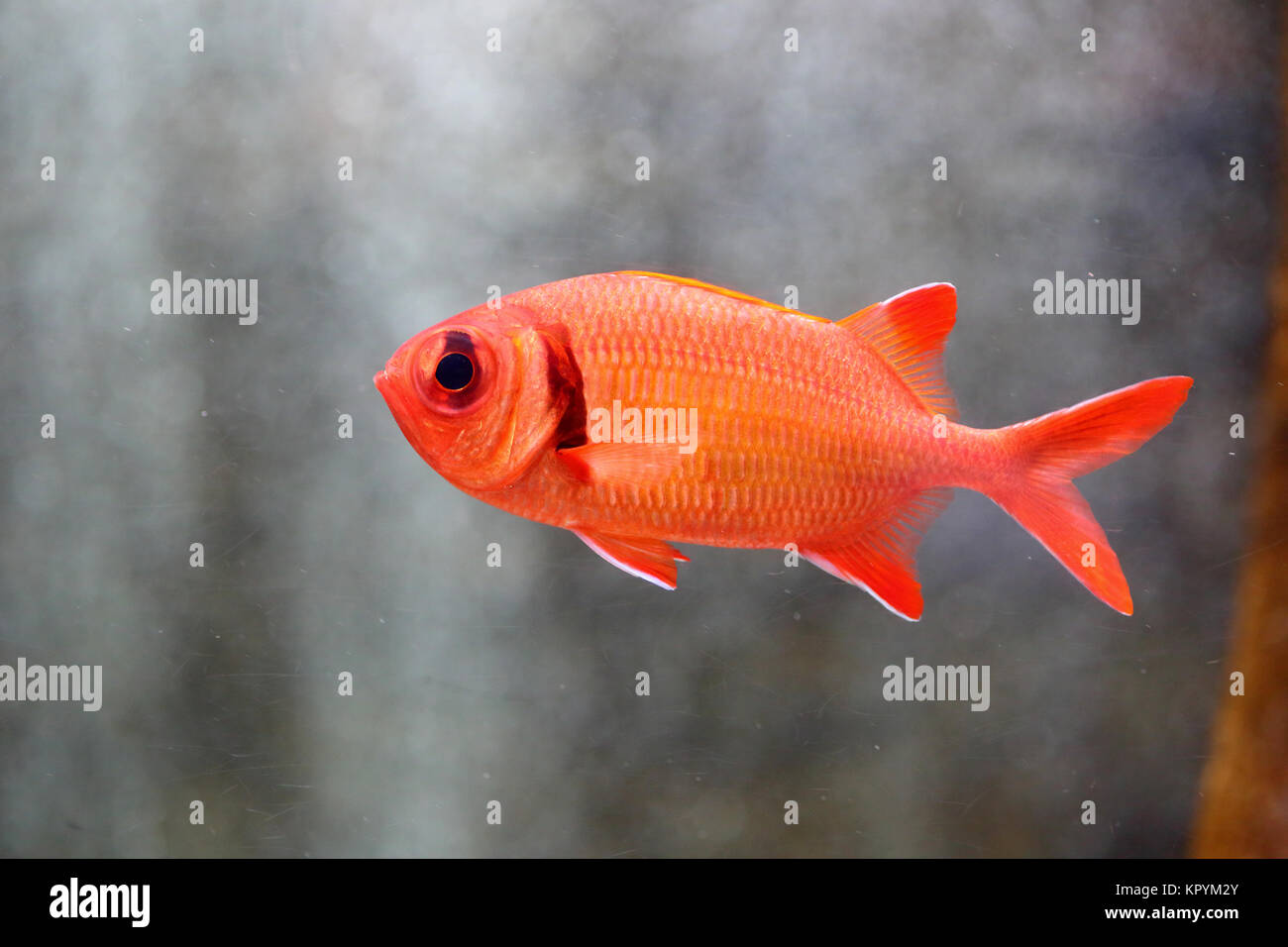 Big-eyed soldierfish (Myripristis berndti) in Japan Stockfoto