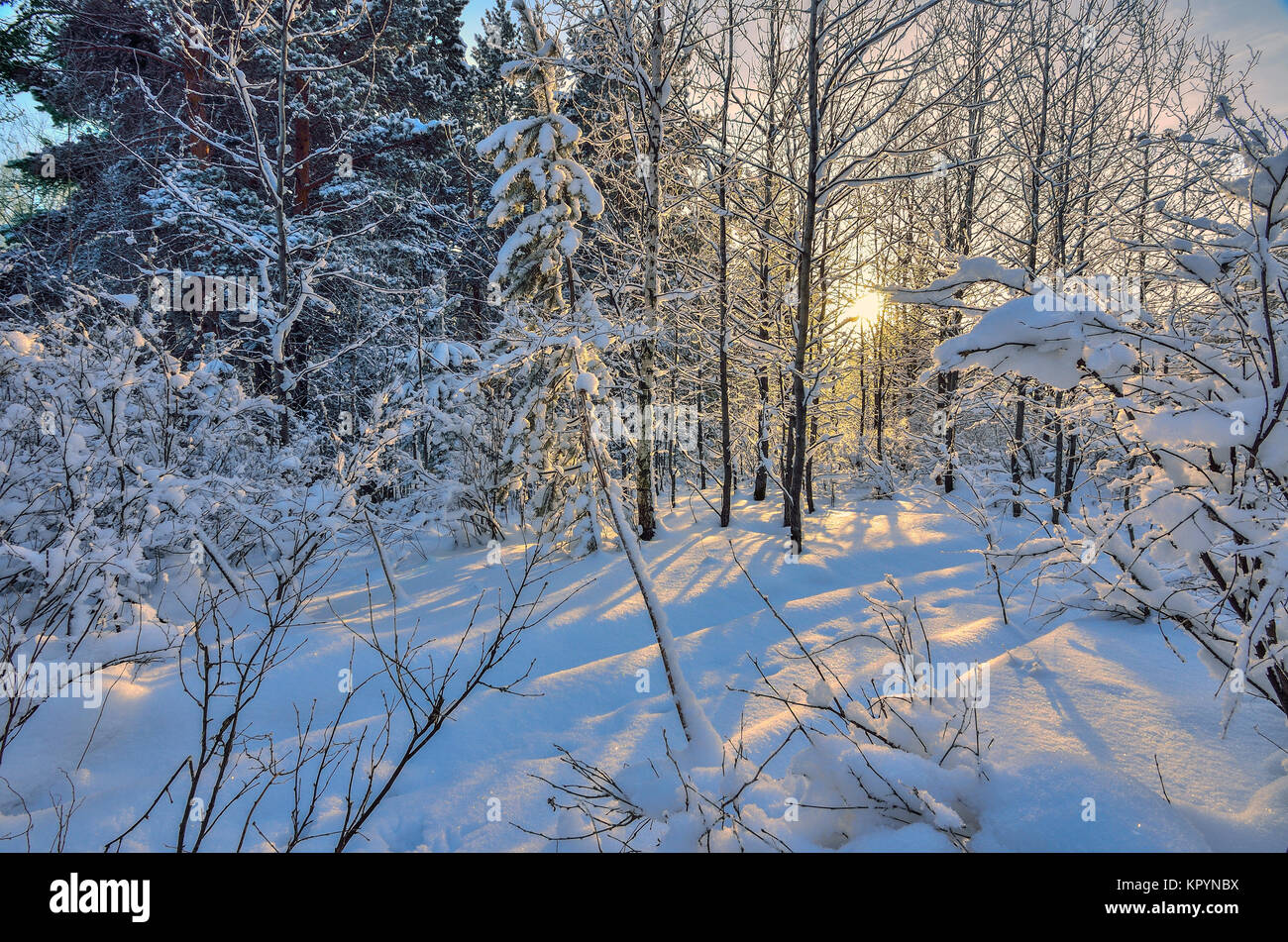 Sonnenuntergang im Winter Holz. Goldenes Sonnenlicht unter weißen Stämme der Birken, Kiefern, Tannen und Büsche - Märchen von Winter Forest Stockfoto