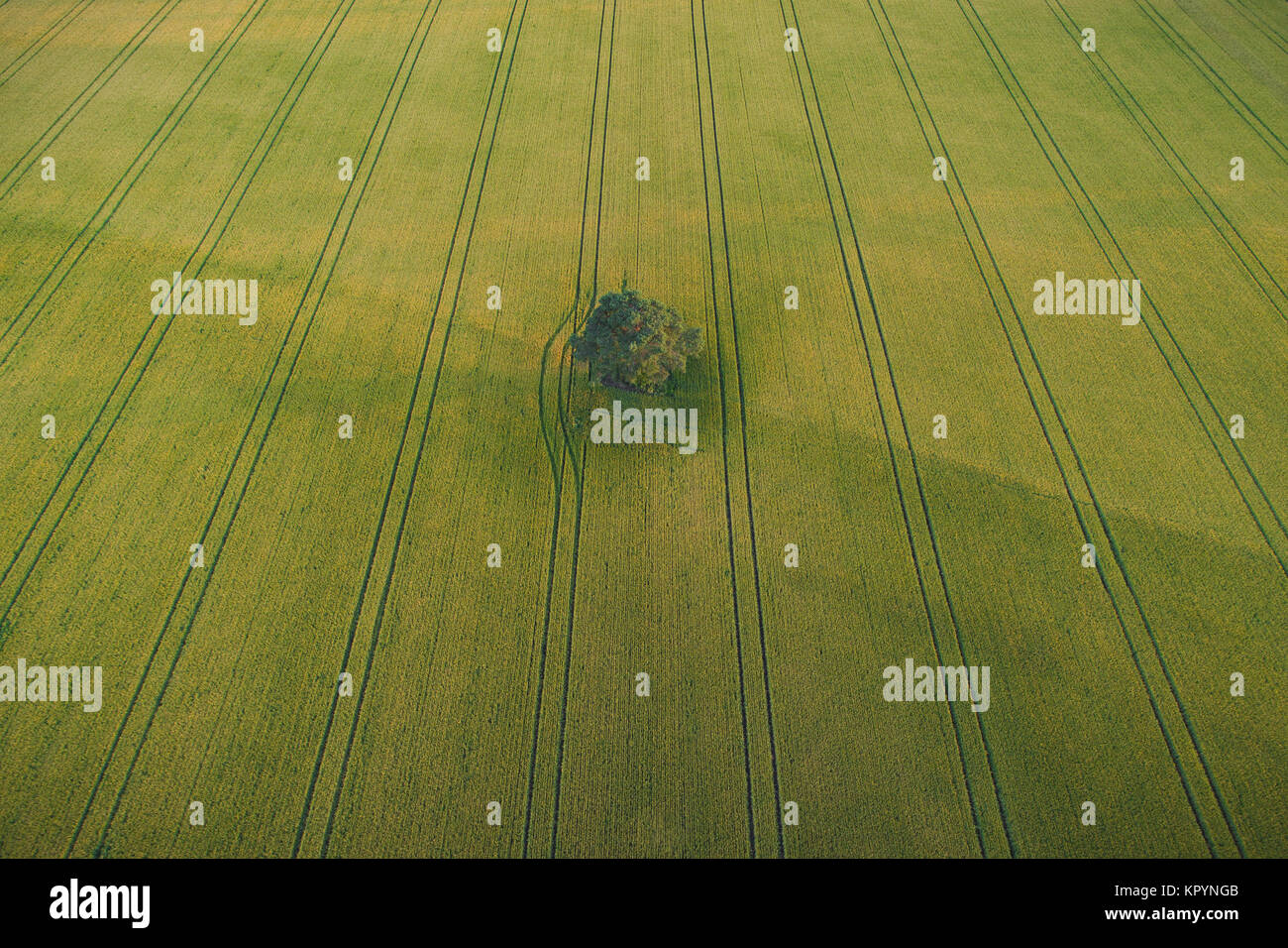 Luftaufnahme von einsamen Baum in der Mitte des grünen Weizenfeld mit Traktor Titel Crossing das Feld Stockfoto
