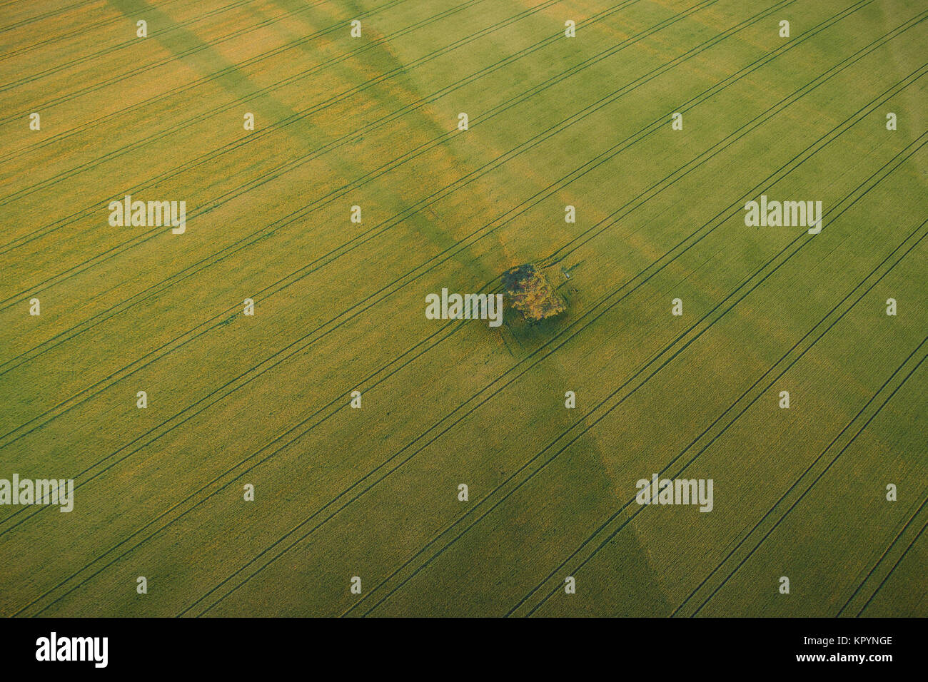 Luftaufnahme von einsamen Baum in der Mitte des grünen Weizenfeld mit Traktor Titel Crossing das Feld Stockfoto