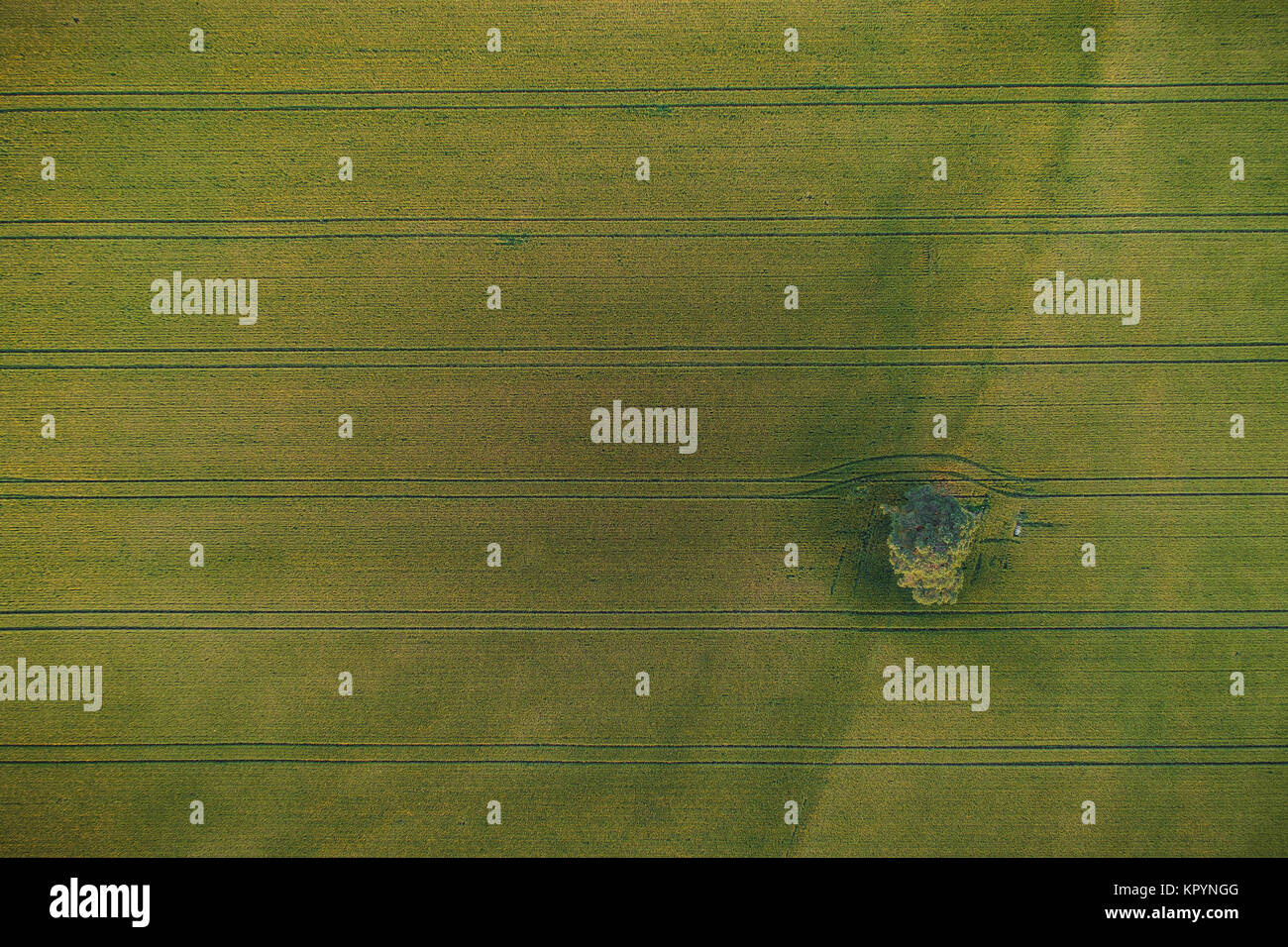 Luftaufnahme von einsamen Baum in der Mitte des grünen Weizenfeld mit Traktor Titel Crossing das Feld Stockfoto