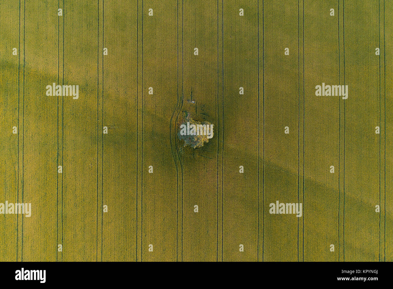 Luftaufnahme von einsamen Baum in der Mitte des grünen Weizenfeld mit Traktor Titel Crossing das Feld Stockfoto