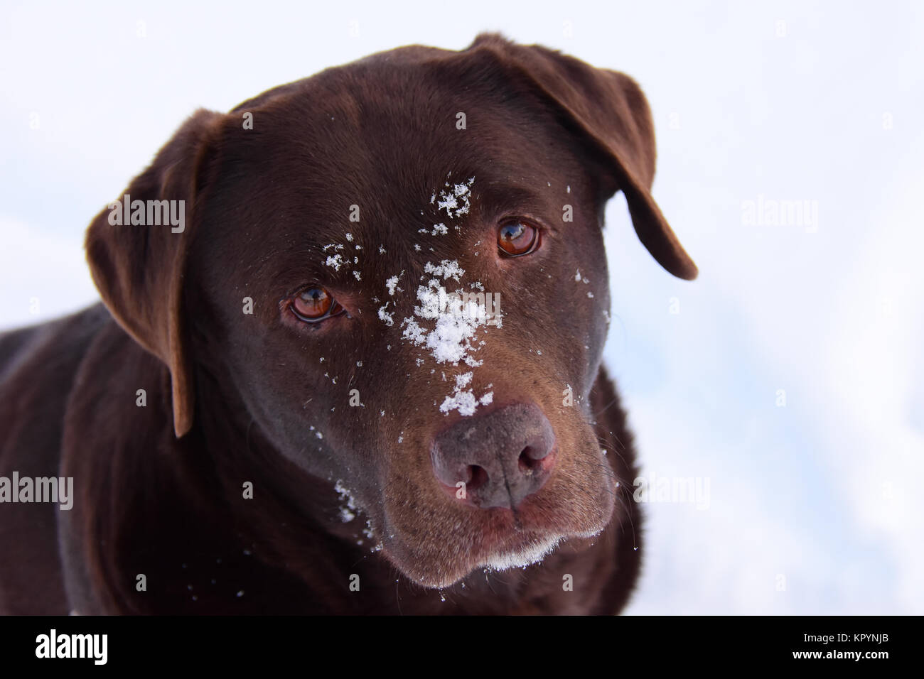 Lab Schokolade im Winter mit Schnee auf ihrem Gesicht. Stockfoto