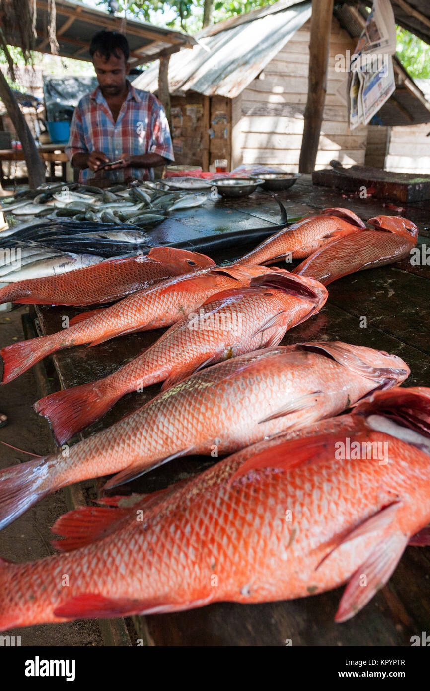 Fischmarkt in Galle, Sri Lanka Stockfoto