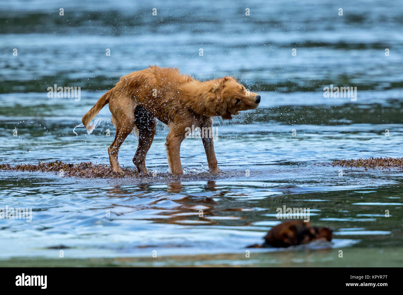 Hund schütteln sich nach einem Spaziergang im Wasser und Spray mit Wassertropfen Stockfoto