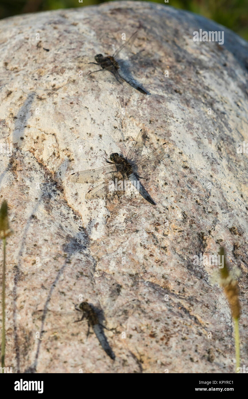 Schwarz tailed Skimmer, 3 Männchen hoch auf einem Felsen, Stockfoto